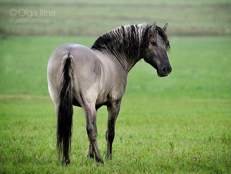 Vyatskiy Stallion